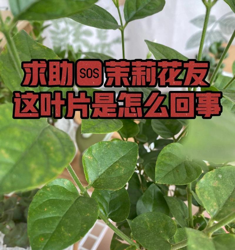 茉莉干叶的原因是什么？如何解决茉莉干叶的问题？
