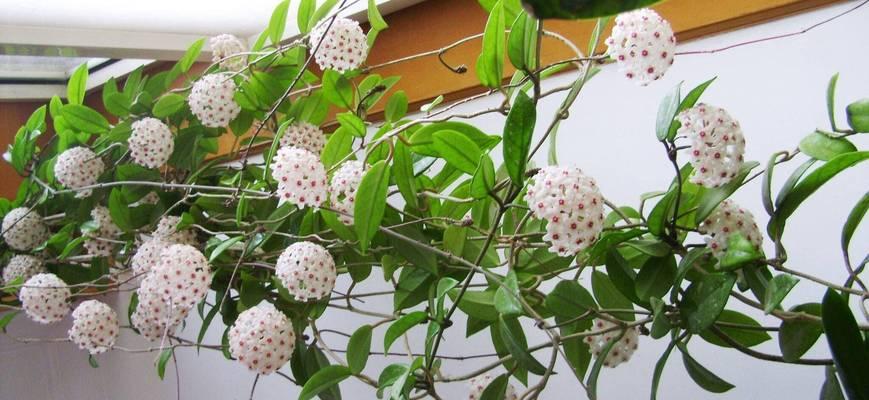 养植物花草有哪些常见问题及解决方法？
