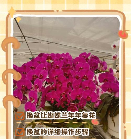 蝴蝶兰花后管理的正确方法是什么？