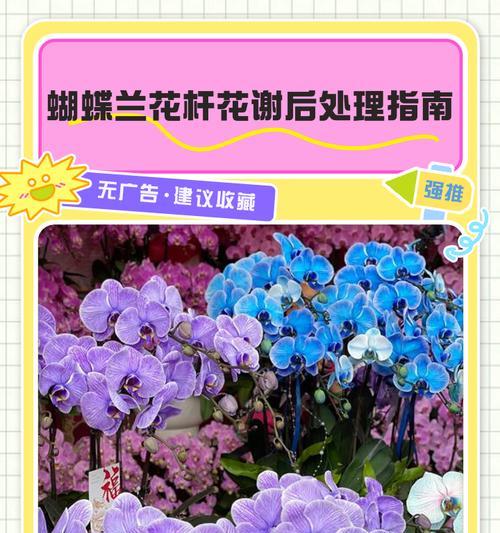 蝴蝶兰花后管理的正确方法是什么？