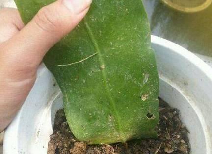 昙花不开花怎么办？如何促进昙花开花？