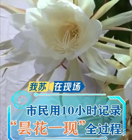 昙花不开花怎么办？如何促进昙花开花？