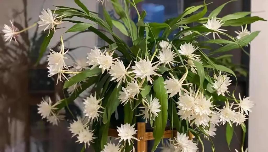 昙花不开花怎么办？如何促进昙花开花？