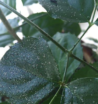 扶桑花生虫的解决方法是什么？