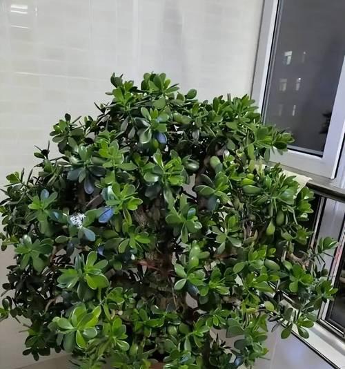 船花盆适合种植哪些类型的花卉？