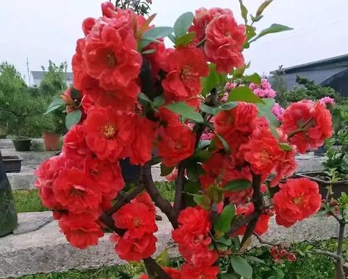 船花盆适合种植哪些类型的花卉？
