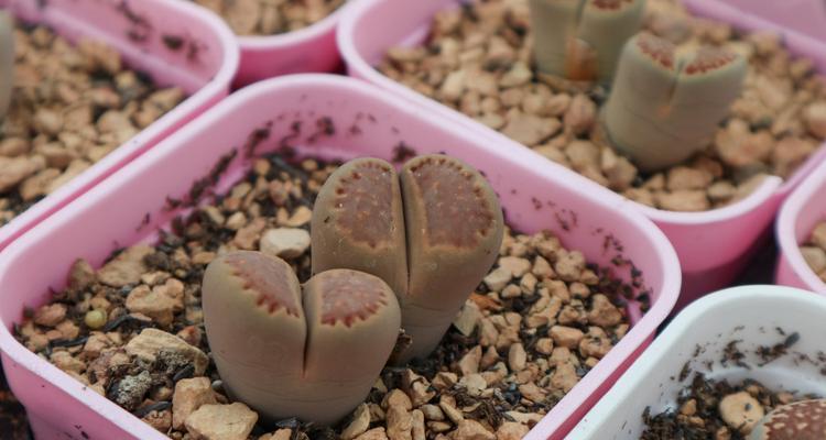 生石花分株繁殖方法是什么？