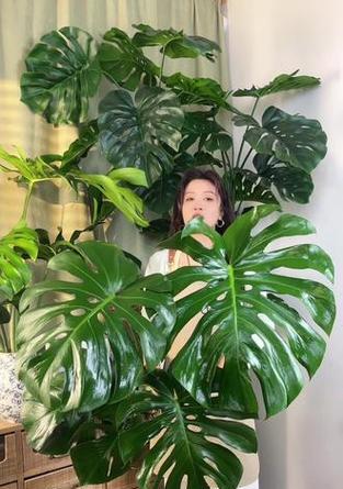 盆栽荷花冬季如何养护？如何避免冻害？