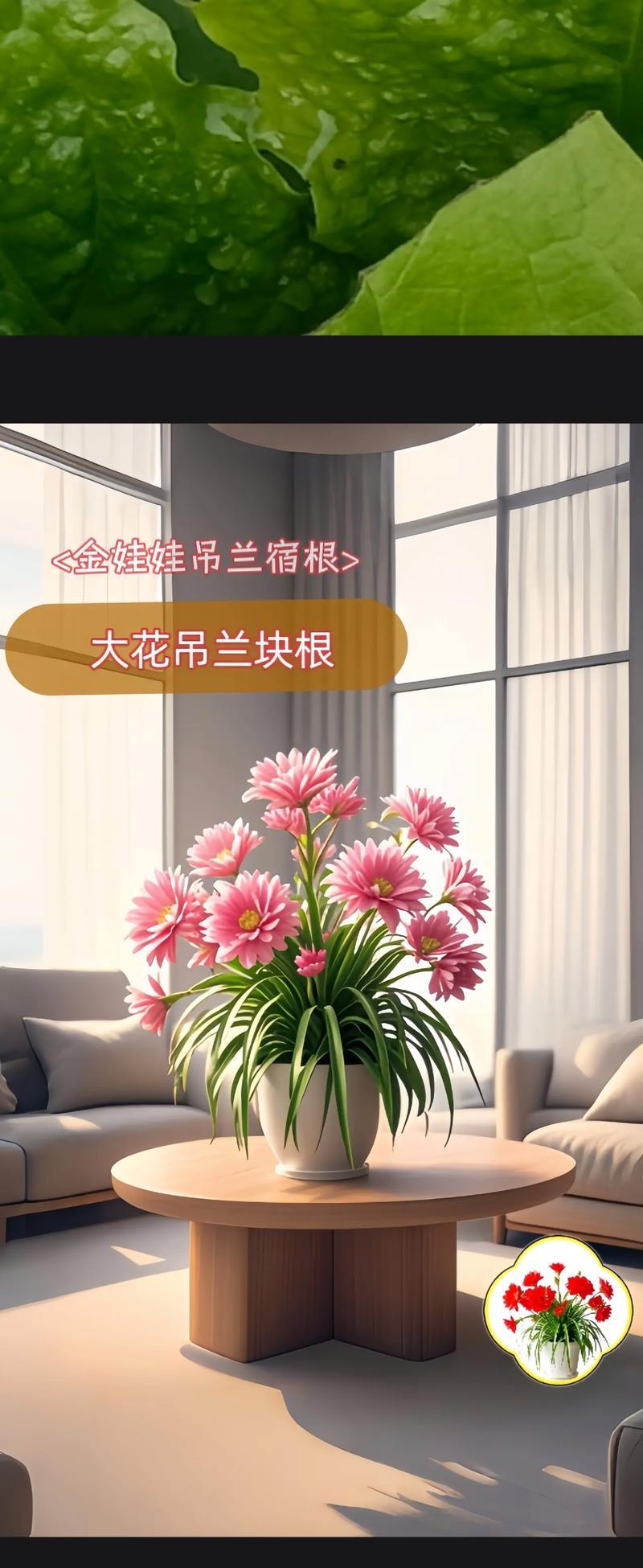 吊兰种植的步骤和技巧有哪些？