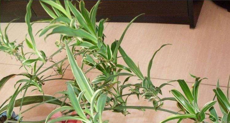 吊兰种植的步骤和技巧有哪些？