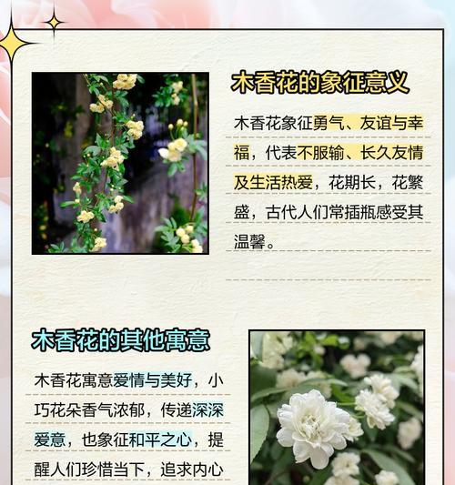 红稚莲砍头的最佳时机是什么时候？砍头后如何管理？