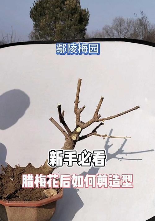 四季梅修剪的正确方法是什么？