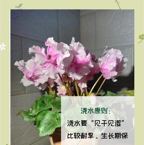 仙客来品种有哪些？仙客来的种植和繁殖技巧是什么？