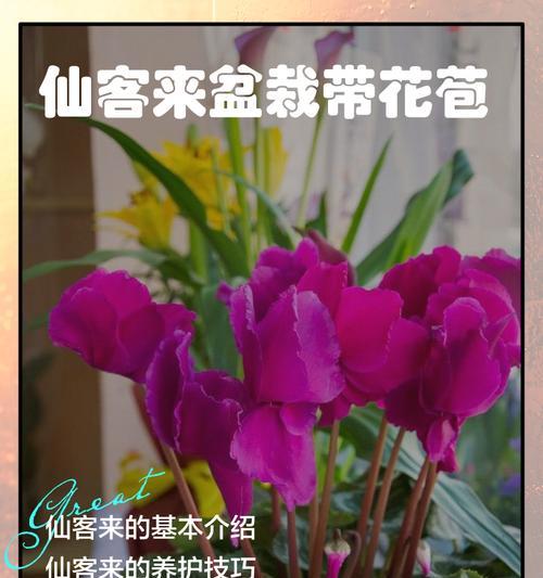 仙客来品种有哪些？仙客来的种植和繁殖技巧是什么？