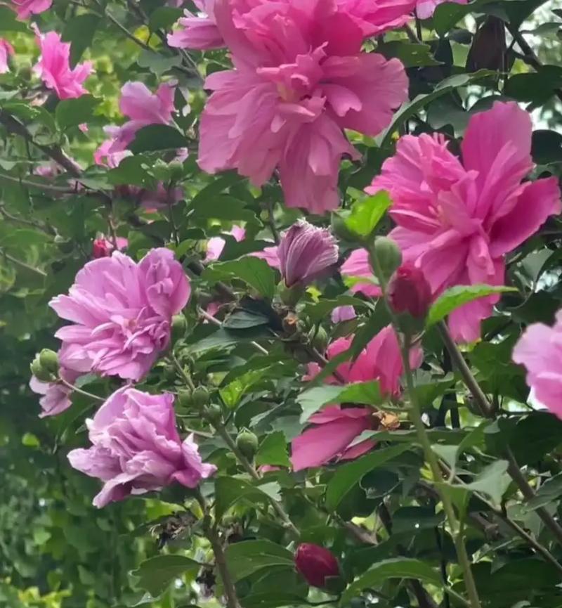 木槿的日常养护要点有哪些？怎样才能让木槿花开不断？