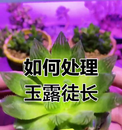 玉露徒长问题如何解决？有哪些处理方法？