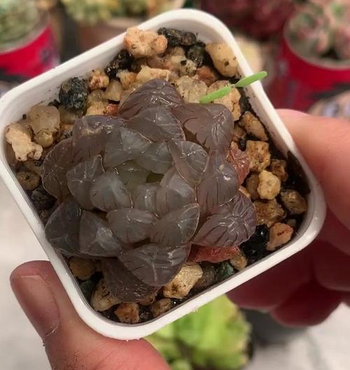 玉露徒长问题如何解决？有哪些处理方法？