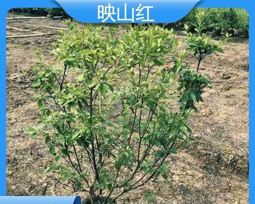 映山红栽培技术及栽培过程中的常见问题？