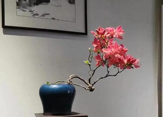 映山红栽培技术及栽培过程中的常见问题？