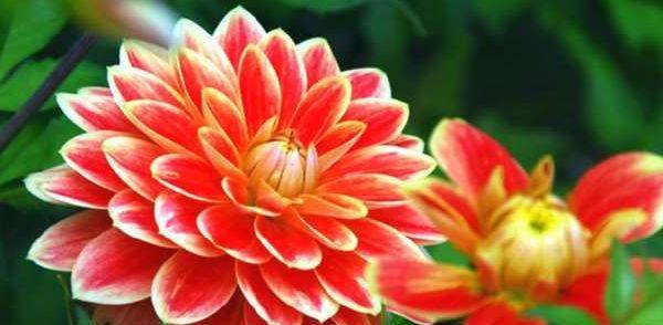 最美的花品种有哪些？如何养护最美的花品种？