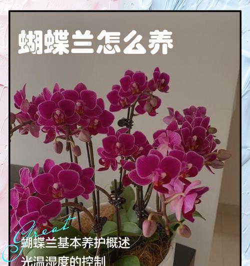 蝴蝶兰繁殖方法是什么？蝴蝶兰繁殖的步骤有哪些？