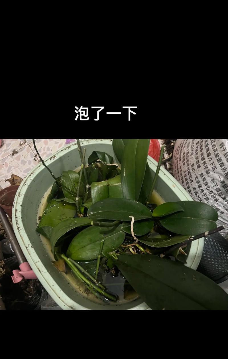 蝴蝶兰繁殖方法是什么？蝴蝶兰繁殖的步骤有哪些？