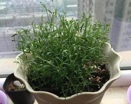 满天星种植的正确方法是什么？如何保证其繁茂生长？