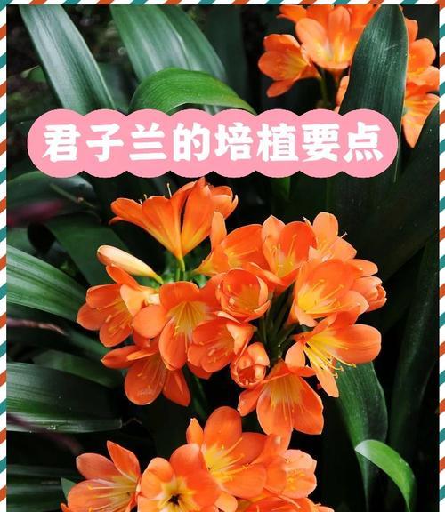 兰花品种繁多如何选择？兰花品种选择指南？