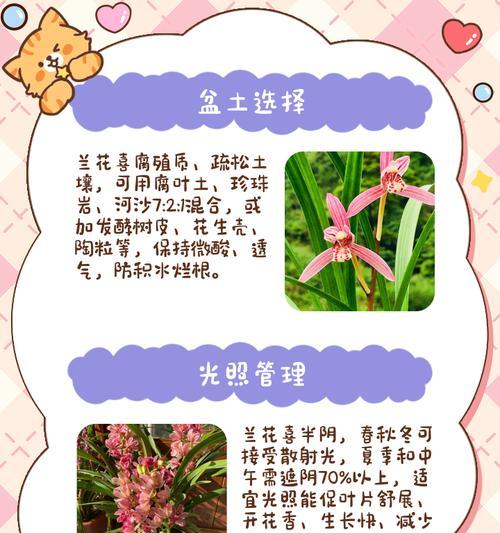 兰花品种繁多如何选择？兰花品种选择指南？