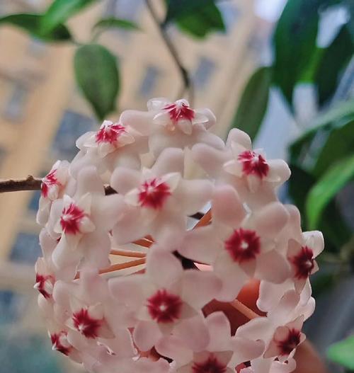 球兰不开花的原因及解决方法是什么？