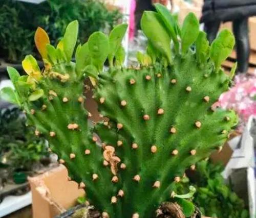 麒麟花的品种有哪些？麒麟花的品种如何选择？