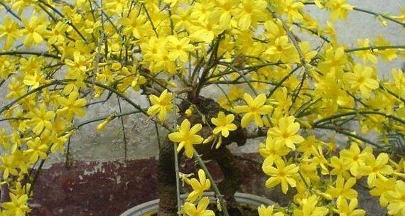 迎春花怎么样种植？种植过程中需要注意什么？