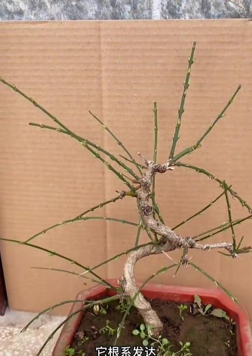 迎春花怎么样种植？种植过程中需要注意什么？