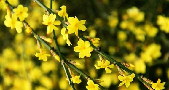 迎春花怎么样种植？种植过程中需要注意什么？