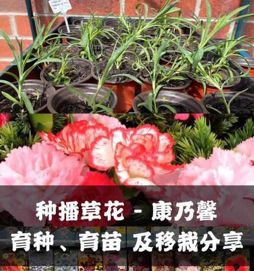 冬季康乃馨养护需要注意什么？如何过冬？