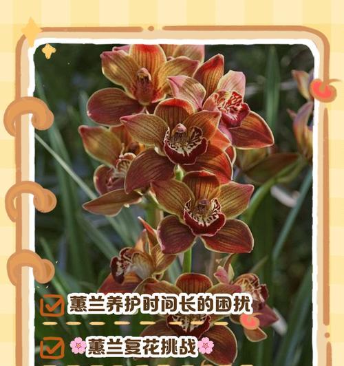 蕙兰的养殖方法和注意事项有哪些？