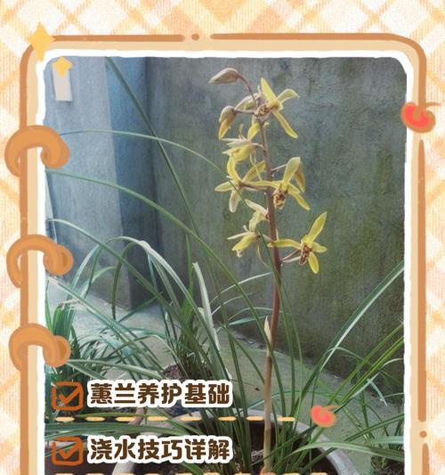 蕙兰的养殖方法和注意事项有哪些？