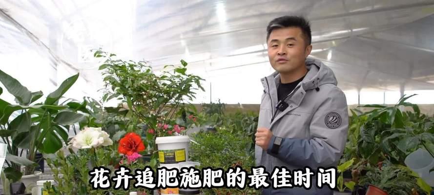 花卉施肥的最佳时间是什么时候？