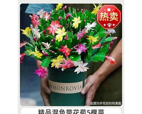 嫁接蟹爪兰用什么介质最好？