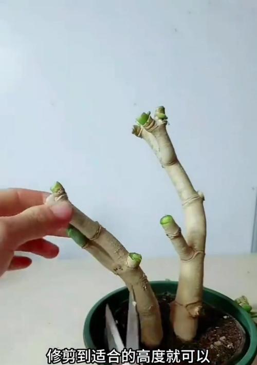 嫁接蟹爪兰用什么介质最好？