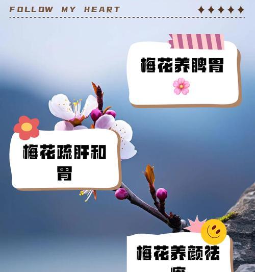 梅花养殖的秘诀是什么？