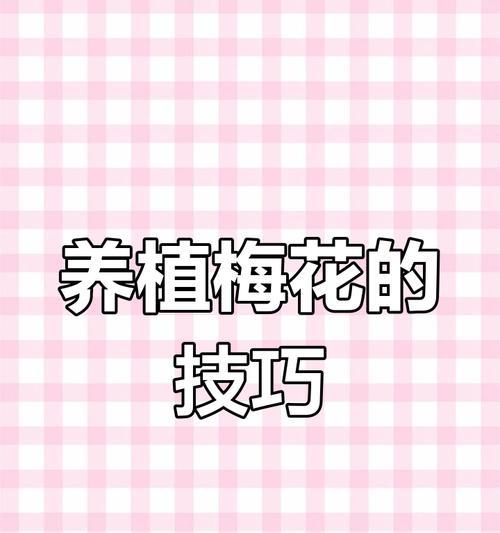 梅花养殖的秘诀是什么？