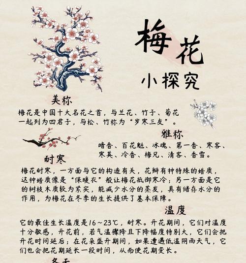 梅花养殖的秘诀是什么？