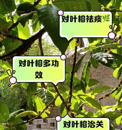 榕树叶子发黑的处理方法是什么？