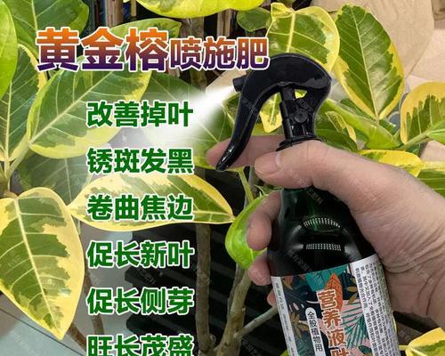 榕树叶子发黑的处理方法是什么？