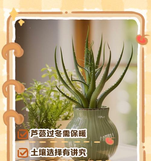 植物过冬的方式有哪些？如何帮助植物安全越冬？