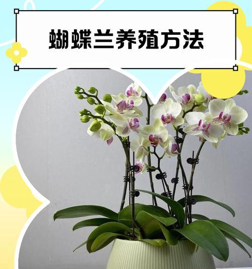 蝴蝶兰的养殖方法和注意事项有哪些？