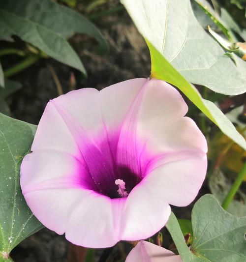 所有品种的花有哪些？如何分类和识别？