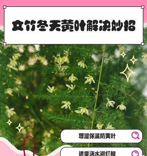 文竹叶发黄的原因及解决方法？