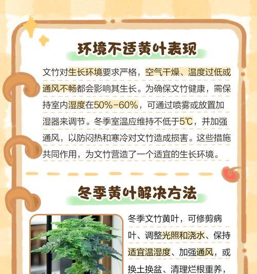 文竹叶发黄的原因及解决方法？
